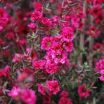 Leptospermum C10
