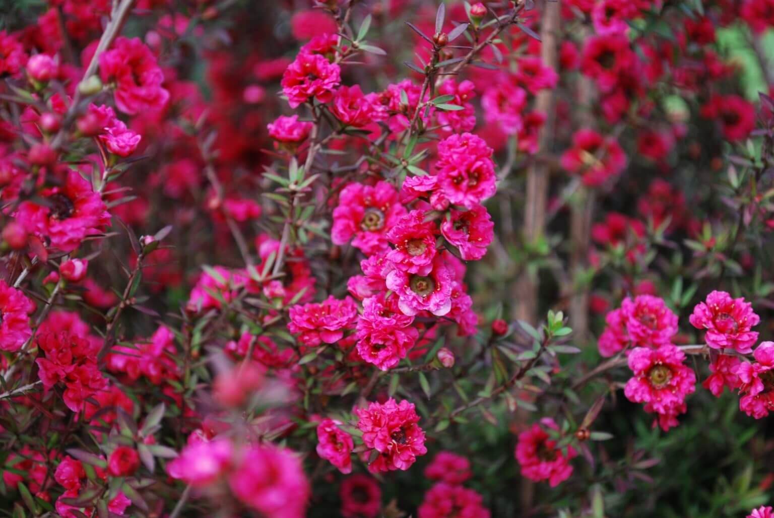 Leptospermum