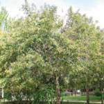 Ligustrum Japonicum Tige Ø10/12