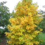 Tulipier de Virginie - Liriodendron