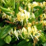 Chèvrefeuille - Lonicera Japonica