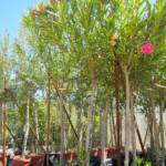 Laurier Rose Tige Ø20/25