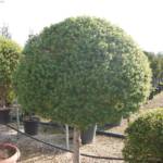 Troène du Japon Mini et ½ Tige - Ligustrum