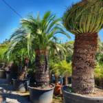 Palmier Macrozamia Moorei