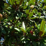 Magnolia Grandiflora Tige Ø40/50