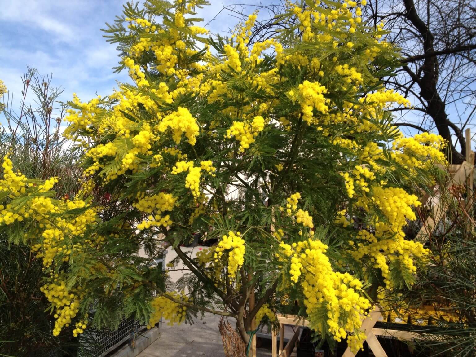Mimosa Greffé et de 4 Saisons - Image 2