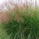 Miscanthus Sinensis P14