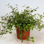 Muehlenbeckia Complexa 150/200/+