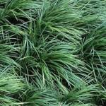 Ophiopogon Japonicus P10.5