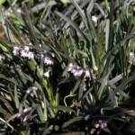 Ophiopogon Planiscapus Nigrese