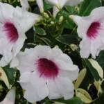 Pandorea Jasminoides 150/+