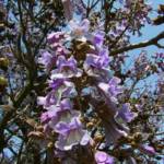 Paulownia