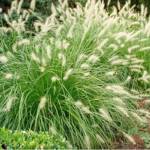 Pennisetum C4/C5