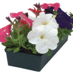 Plantes de Printemps en Godet
