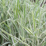 Phalaris Arundinacea Feesey C2