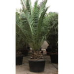 Palmier Phoenix Canariensis - Dattier des Canaries (C10)