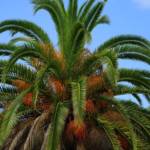 Palmier Phoenix Canariensis - Dattier des Canaries : 250-300 cm (C1500)