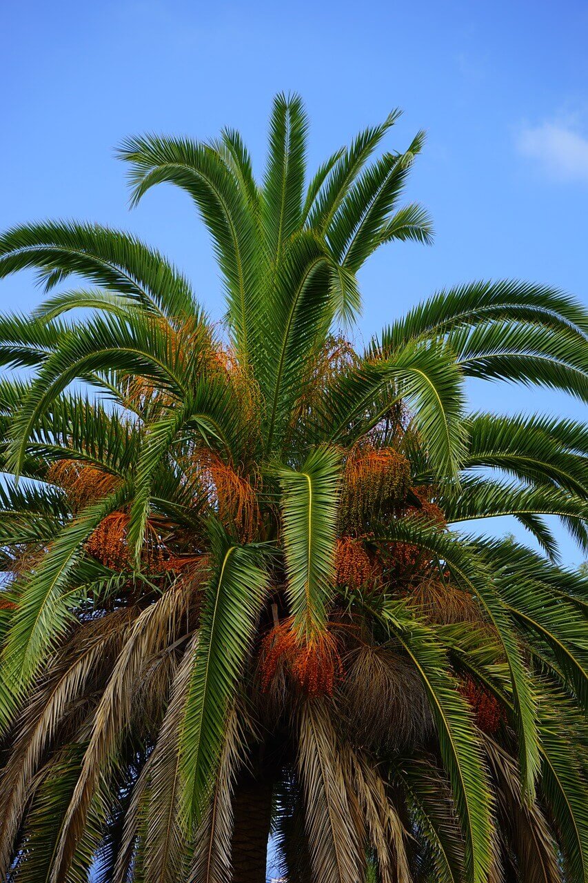 Palmier Phoenix Canariensis