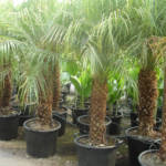 Palmier Phoenix Robellini : 100-150 cm