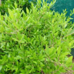 Phyllirea Boule 80/100
