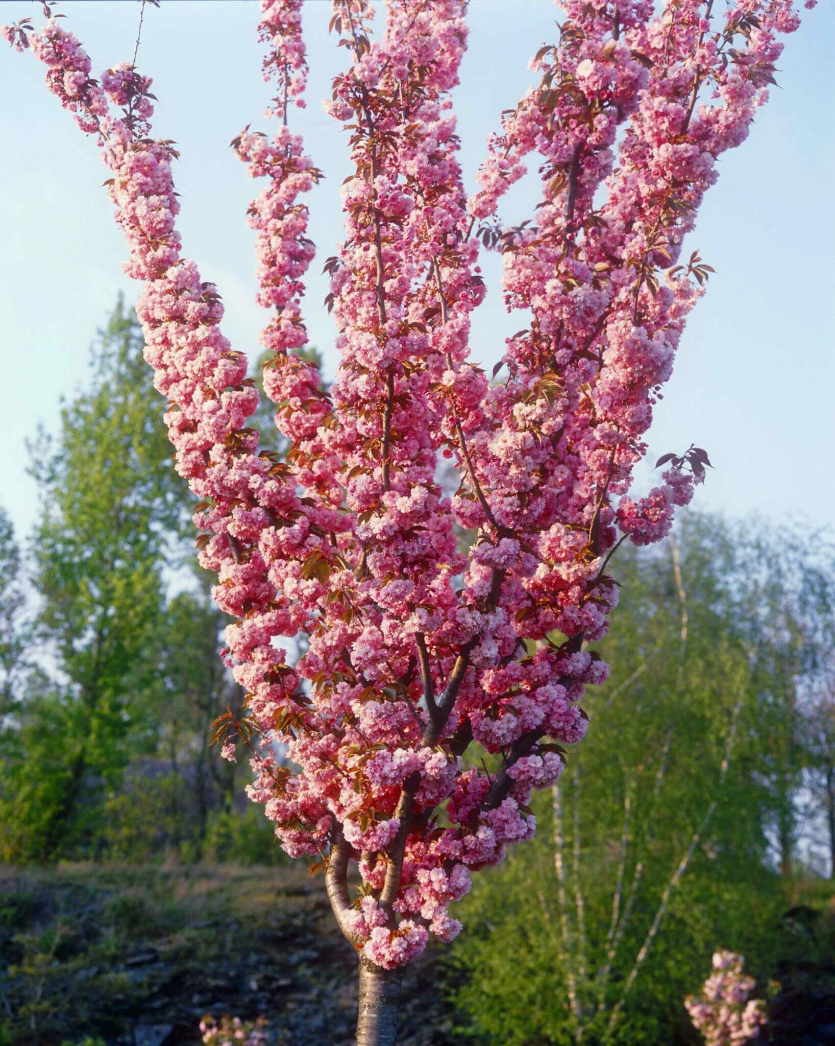 Prunus Serrulata Kanzan