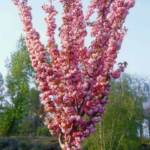 Prunus Serrulata Kanzan