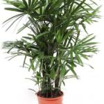 Raphis Excelsa P21