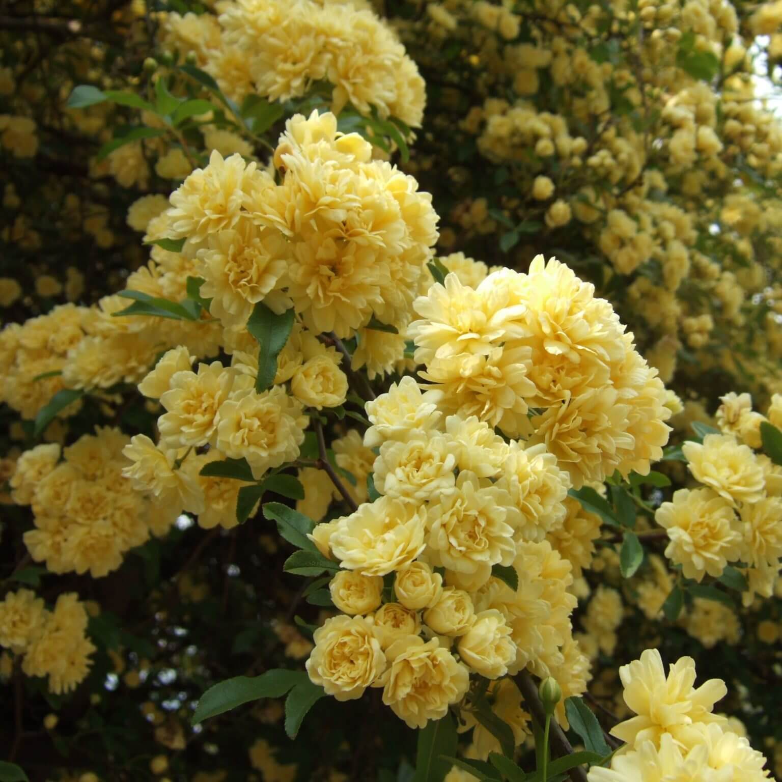 Rosier Grimpant Banksia - Rosa