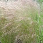 Stipa