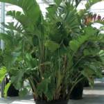 Palmier Strelitzia Augusta [Géant] (C70)