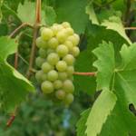 Vigne de table - Vitis Vinifera