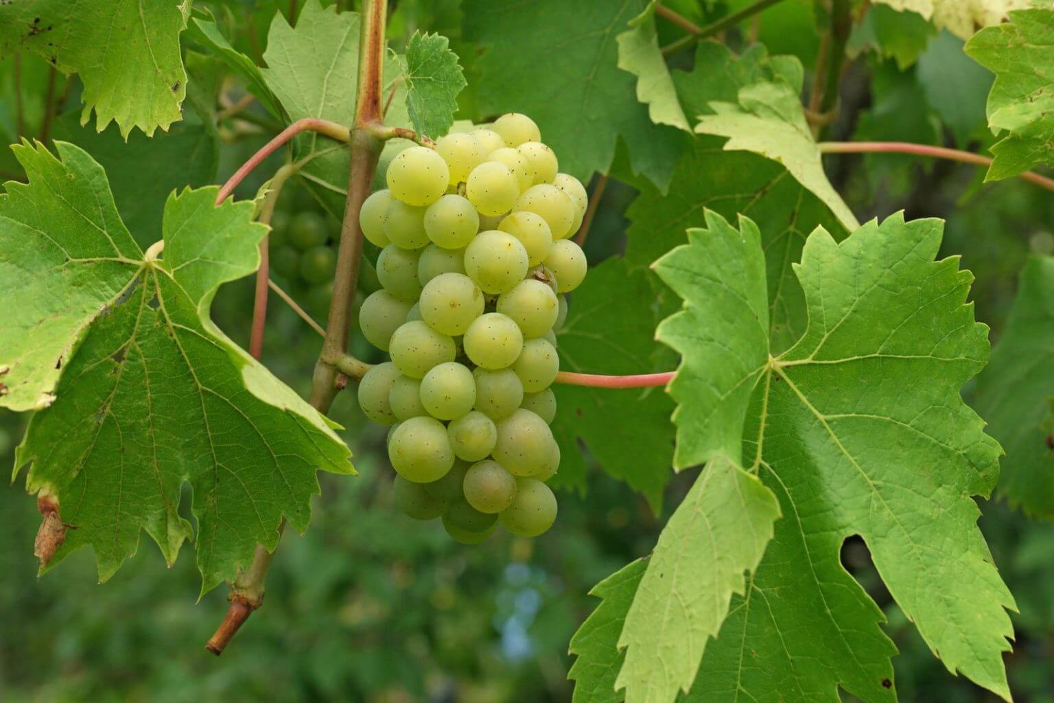 Vigne de table Crimson Seedless - Vitis vinifera - Variété tardive