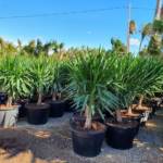 Palmier Yucca Elephantipes 100/150