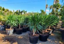 Yucca Elephantipes