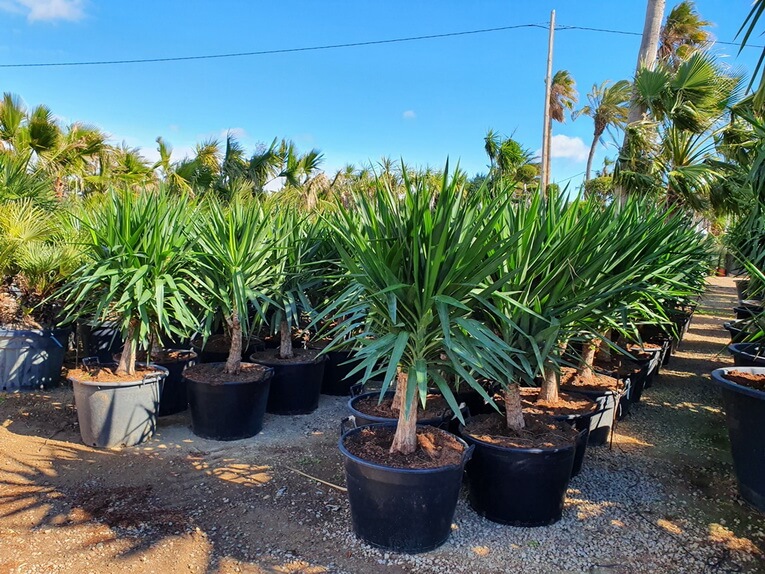 Palmier Yucca Gloriosa (C3) - Pépinière Sainte Marguerite