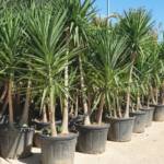 Palmier Yucca Elephantipes 250/300