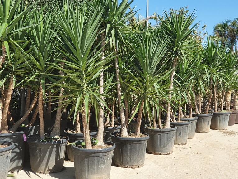 Palmier Yucca Elephantipes (C50) - Pépinière Sainte Marguerite