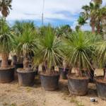 Yucca Gloriosa