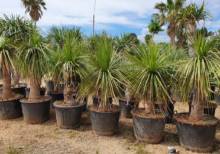 Yucca Gloriosa