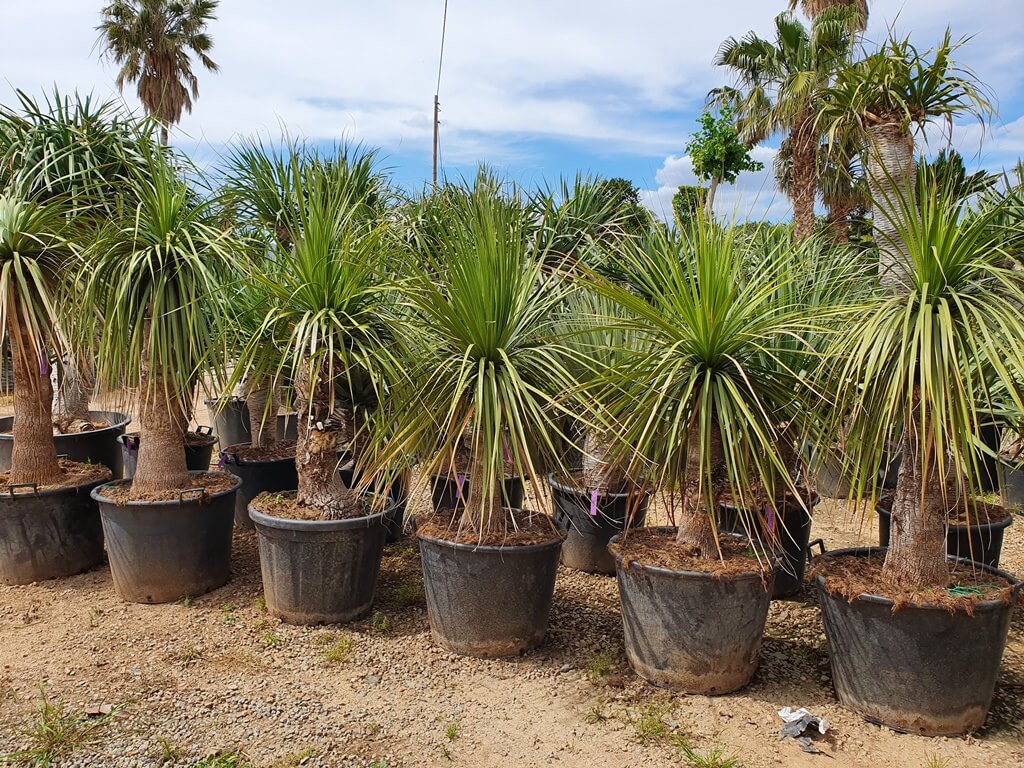 Palmier Yucca Elephantipes (C50) - Pépinière Sainte Marguerite