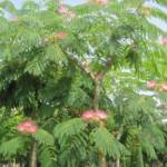 Albizia Ø10/12