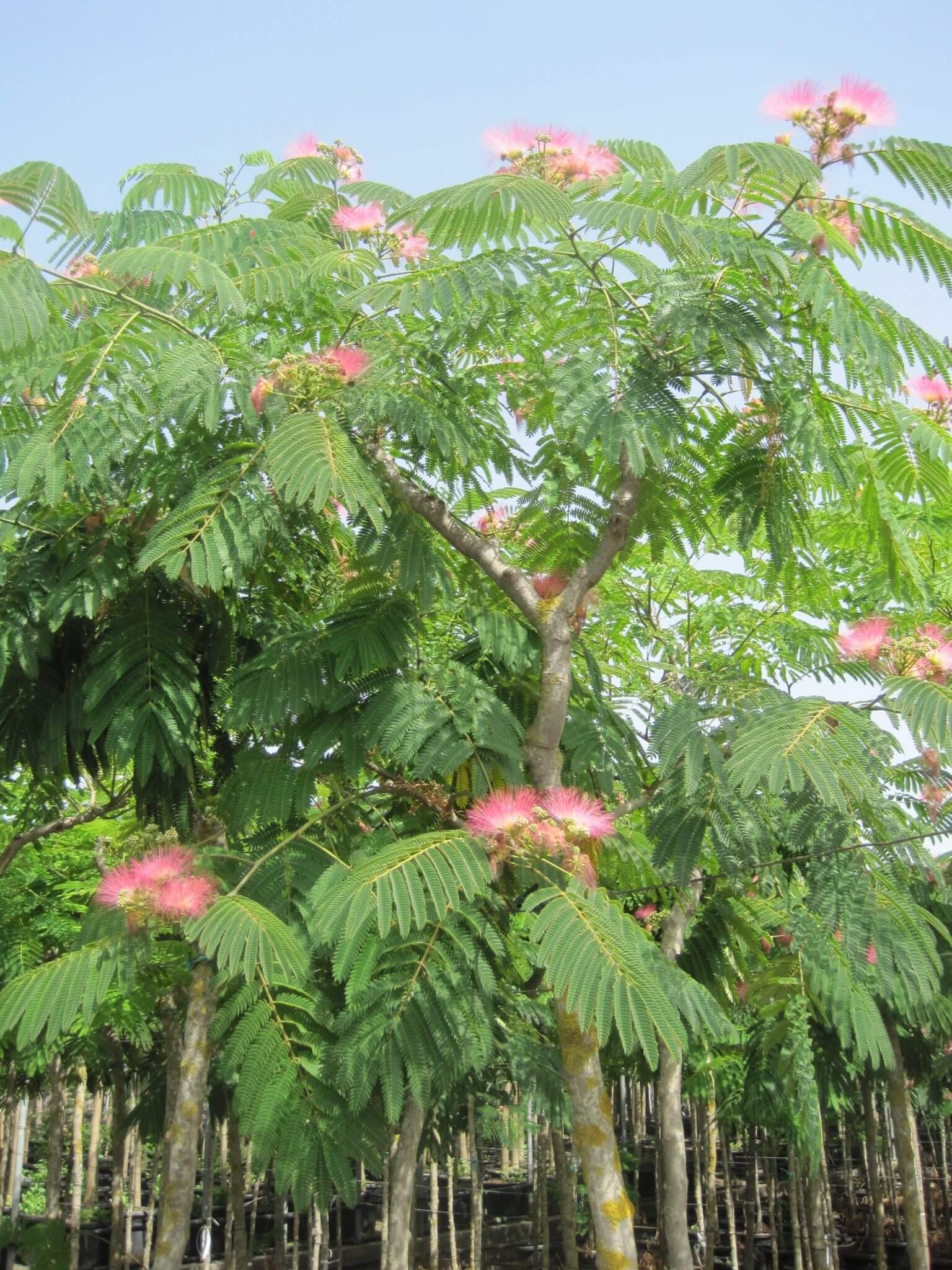 Albizia Ø16/18
