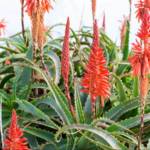 Aloes C35