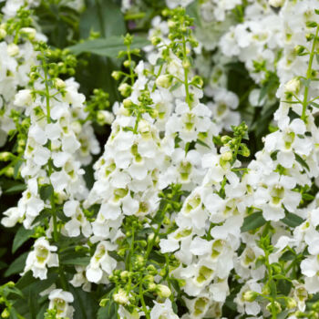 angelonia-white