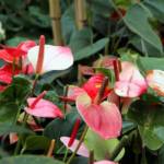 Anthurium P12