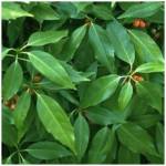 Aucuba Japonica - Aucuba du Japon