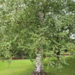 Bouleau - Betula