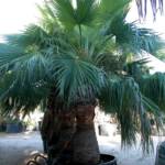 Palmier Brahea Edulis