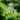 catalpa-COMMUN-848730_1280