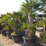 Palmier Chamaerops Humilis 100/120